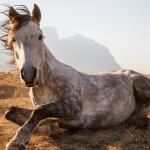 *~Horses4life~*