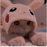 Gatos aesthetic :]