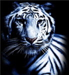 Tiger Fans