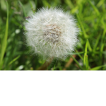 The Wild West | Germany | Roblox