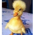 THE ULTIMATE DUCK GROUP