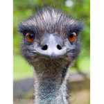 Team emu