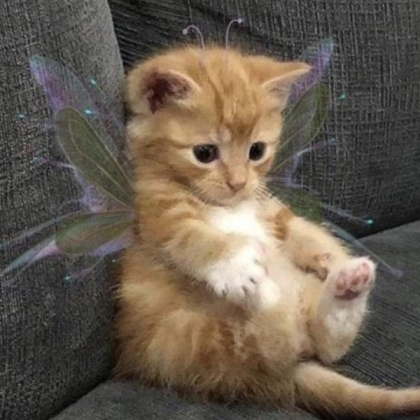 fairy cat Roblox decal