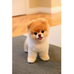 파크부대
