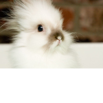 BUNNYYYY GROUP
