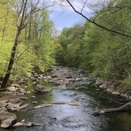 A forest outside of Washington DC icon