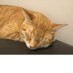 Kitty cats rule cuz they are so cute