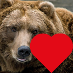 bear heart