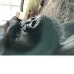 The Big Monkeys
