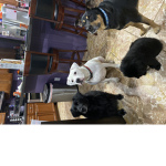happydogster YT