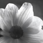 petalinthepavement