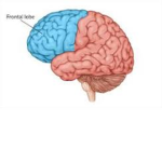 Frontal Lobe Studios