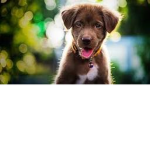 Chien minou