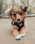 -dog packs-