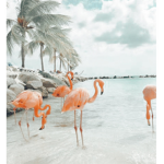 {flamingos}