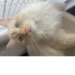 Catcafe3’s GROUP