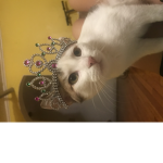 Cats obsessers