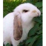 Bunnybuilds