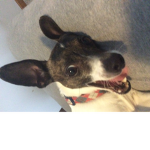 FABULOUSESDOGE'S GROUP