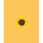 The Sun.flowers