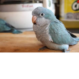 Birb donation game