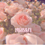 ~ ʀᴏꜱɪᴇ ɢʀᴏᴜᴘ~