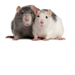 Rat Heaven
