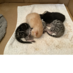 Beautiful and cute cats