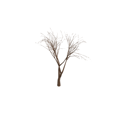 Tree Wood