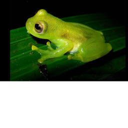 Froggy’s War Game