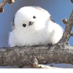 AlwaysBirbsUwU