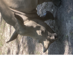 Austin’s animal group