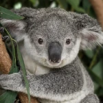 | Krazy Koalas | Group Thumbnail