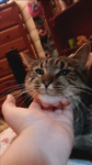just be a cat