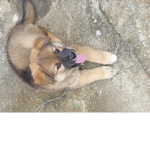 강아지스킨
