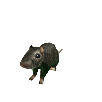 Rat