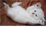 Save Kittens Today!