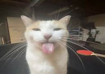 group of kitties