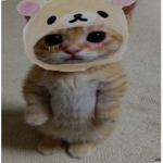 " Kitten squad "