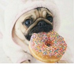 Pugs cutes place