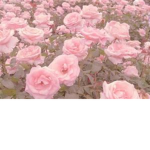 Pink Pastels