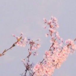 ✧･ﾟ: *✧･ﾟ:*  *:･ﾟ✧*:･ﾟ✧