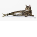 Catfishees