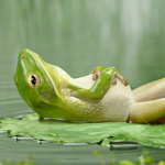 The Froggie Plops