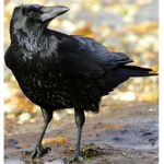 Birds United Official!