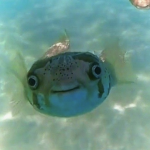 OG Fish Gang