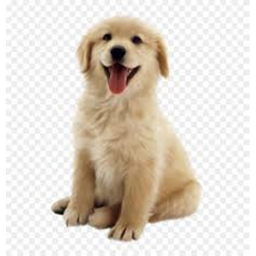 dog the year