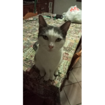I gattini sono carini