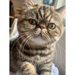 Cats rule !!!