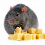 cheese rats cult